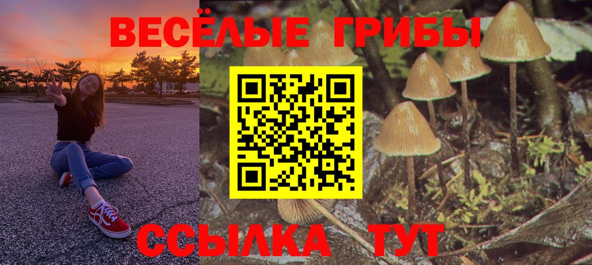 Свободный  Псилоцибиновые грибы Cubensis  Галлюциногенные грибы прущие грибы  Вход с VPN 