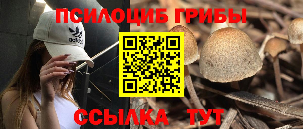 Галлюциногенные грибы Psilocybine cubensis Свободный